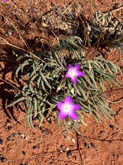 Calandrinia reticulata