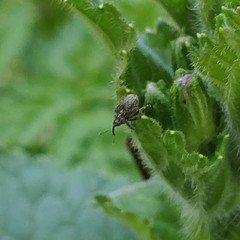 Ceutorhynchus pallidactylus