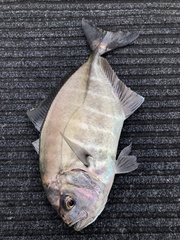 Uraspis helvola
