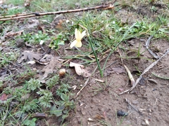 Narcissus triandrus pallidulus