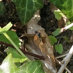 Stenichneumon culpator