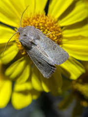 Protorthodes perforata