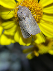 Protorthodes perforata