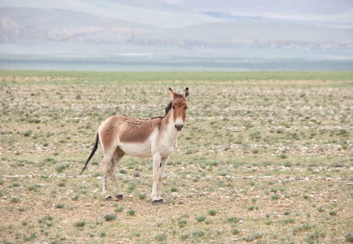 Kiang