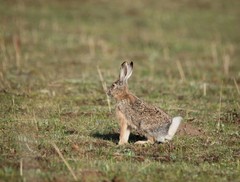 Lepus oiostolus
