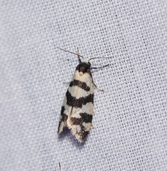 Lepidoscia characota