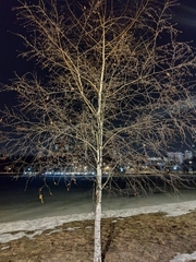 Betula