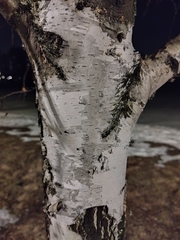 Betula