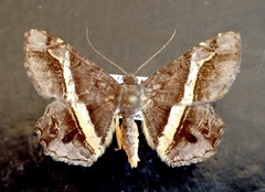 Chiasmia nora