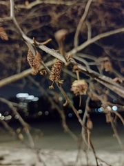 Betula