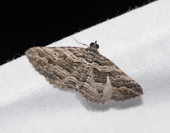 Chrysolarentia severata