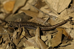 Speleomantes genei