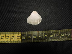 Anadara brasiliana