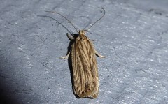 Agonopterix umbellana