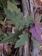 Arrhenechthites mixtus