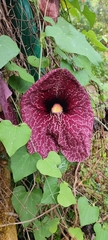 Aristolochia gigantea