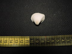 Anadara brasiliana