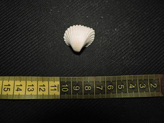 Anadara brasiliana