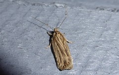 Agonopterix umbellana