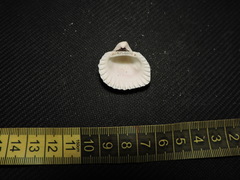 Anadara brasiliana