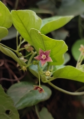 Vincetoxicum indicum