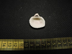 Anadara brasiliana
