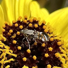 Lithariapteryx jubarella