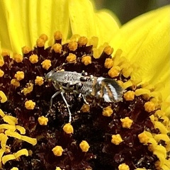 Lithariapteryx jubarella