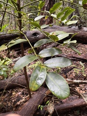 Polyscias kavaiensis