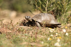 Testudo marginata
