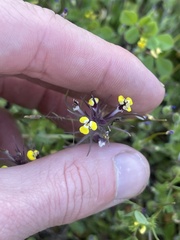 Triphysaria eriantha