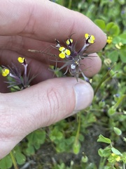 Triphysaria eriantha