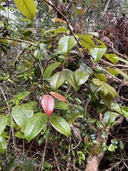 Xylosma hawaiensis