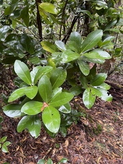 Corynocarpus laevigatus