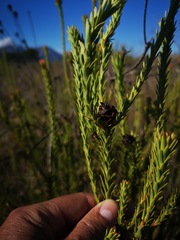 Leucadendron stellare