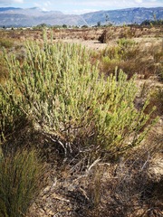 Leucadendron lanigerum laevigatum