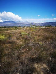 Leucadendron chamelaea