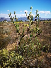 Leucadendron chamelaea
