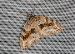 Trichopteryx polycommata