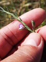 Psoralea alata
