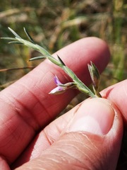 Psoralea alata