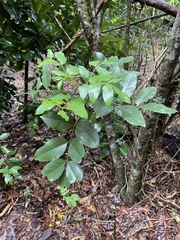 Polyscias kavaiensis