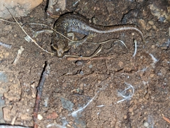 Speleomantes genei