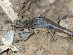 Speleomantes genei
