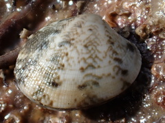 Tapetinae