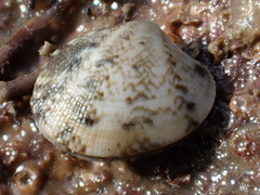 Tapetinae
