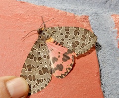 Olepa ricini