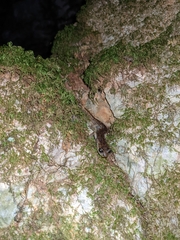 Speleomantes genei