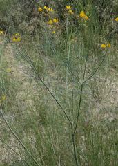 Cleome angustifolia diandra