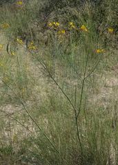 Cleome angustifolia diandra